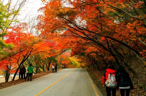 Du lịch Hàn Quốc: Mùa lá đỏ ở các Vườn quốc gia Hàn Quốc trong năm